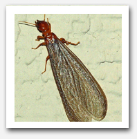 Drywood Termite Inspection