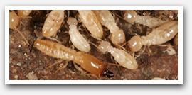 Subterranean Termite Inspection